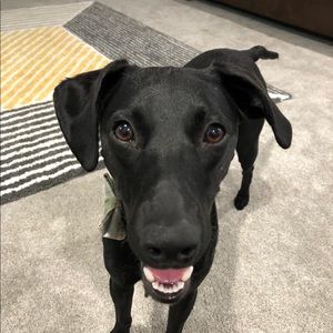 Meet your Posher, Patrick